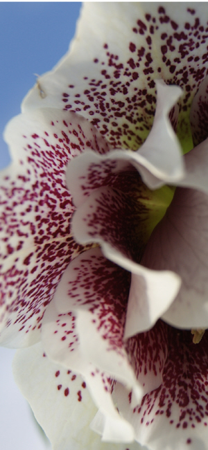 newent plant centre herefordshire