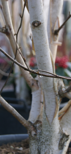 newent plant centre herefordshire