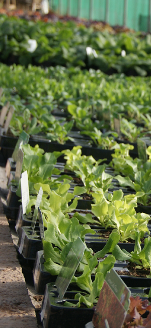 newent plant centre herefordshire